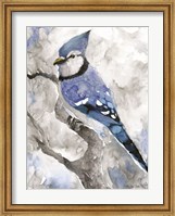 Framed Blue Jay 2