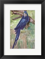 Framed Blue Parrot 1