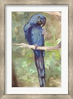 Framed Blue Parrot 2