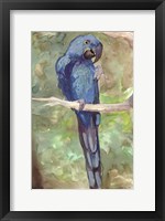 Framed Blue Parrot 2