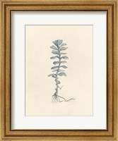 Framed Uprooted I