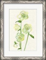 Framed Petite Fleur VI