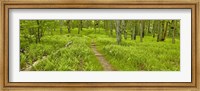 Framed Country Road Panorama VI