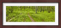 Framed Country Road Panorama VI