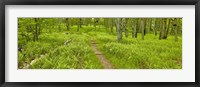 Framed Country Road Panorama VI