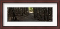 Framed Country Road Panorama VII
