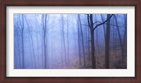 Framed Harriman Woods VI