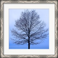 Framed November Tree