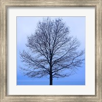 Framed November Tree