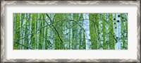 Framed Tree Panorama V