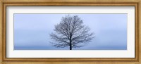 Framed Tree Panorama VI