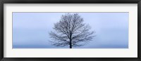Framed Tree Panorama VI