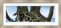 Framed Tree Panorama VII