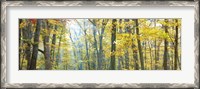 Framed Tree Panorama VIII