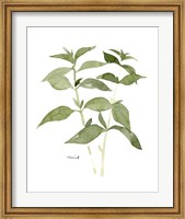 Framed Herb Garden Sketches I