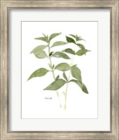Framed Herb Garden Sketches I