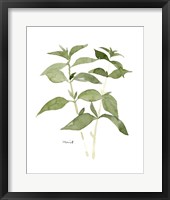 Herb Garden Sketches I Framed Print