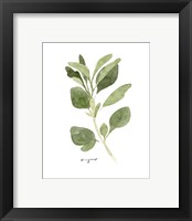 Framed 'Herb Garden Sketches III' border=