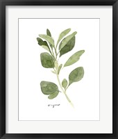 Framed 'Herb Garden Sketches III' border=