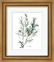 Framed Herb Garden Sketches IV