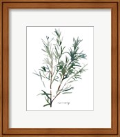 Framed 'Herb Garden Sketches IV' border=