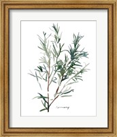 Framed Herb Garden Sketches IV