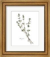 Framed Herb Garden Sketches VI