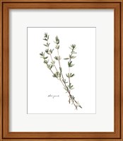 Framed 'Herb Garden Sketches VI' border=