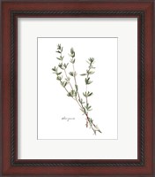 Framed 'Herb Garden Sketches VI' border=