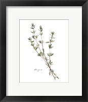 Framed 'Herb Garden Sketches VI' border=