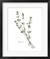 Herb Garden Sketches VI Framed Print