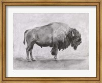 Framed Wild Bison Study I
