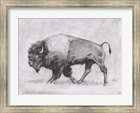 Framed Wild Bison Study II