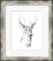 Framed Young Buck Sketch I
