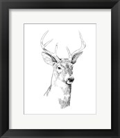 Framed Young Buck Sketch I