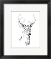 Framed 'Young Buck Sketch I' border=
