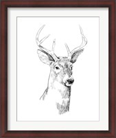 Framed Young Buck Sketch I