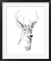 Framed Young Buck Sketch I