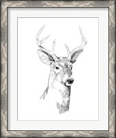 Framed 'Young Buck Sketch I' border=