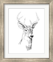 Framed 'Young Buck Sketch I' border=