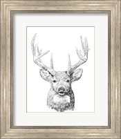 Framed Young Buck Sketch II