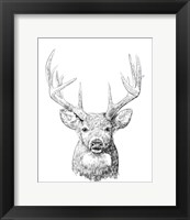 Framed Young Buck Sketch II