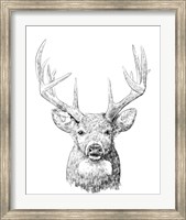 Framed Young Buck Sketch II