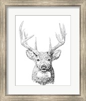 Framed Young Buck Sketch II