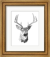 Framed Young Buck Sketch III