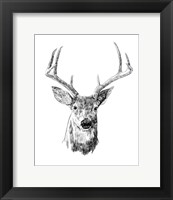 Framed Young Buck Sketch III