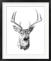 Framed Young Buck Sketch III