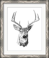 Framed 'Young Buck Sketch III' border=