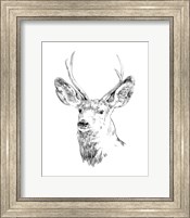 Framed Young Buck Sketch IV