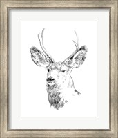 Framed Young Buck Sketch IV
